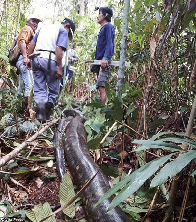 马来西亚婆罗洲母蟒蛇与小公蛇发出太大叫春声被民众拖出煮来吃掉