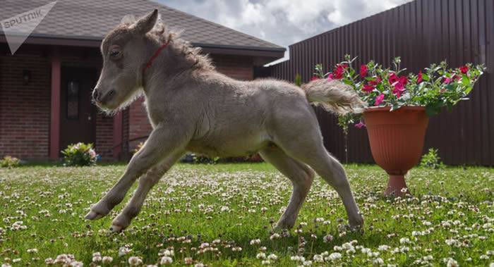 英国第一匹导盲小型马帮助了害怕犬类的盲人