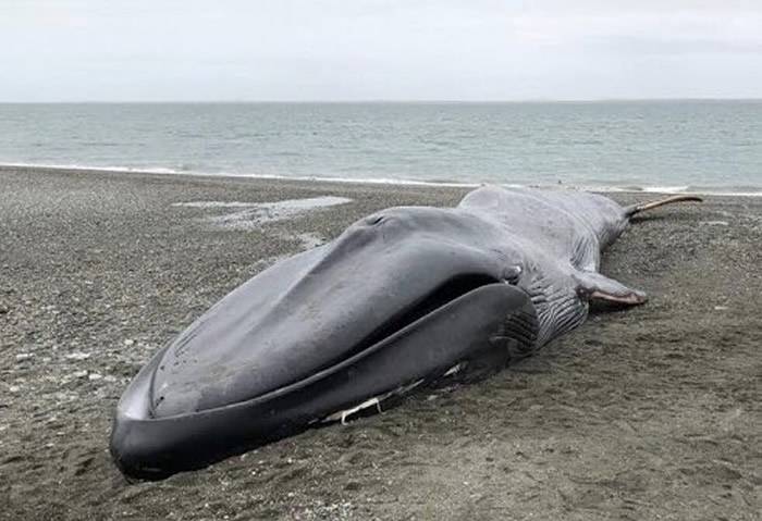 20公尺蓝鲸搁浅智利南部海滩民众爬上尸体自拍刻字
