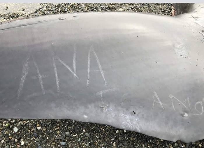 20公尺蓝鲸搁浅智利南部海滩民众爬上尸体自拍刻字