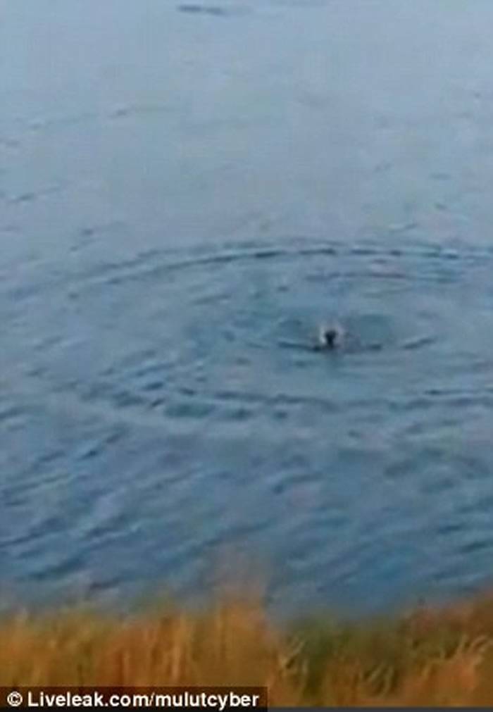 澳洲少年把小狗扔进鳄鱼湖瞬间被吞噬