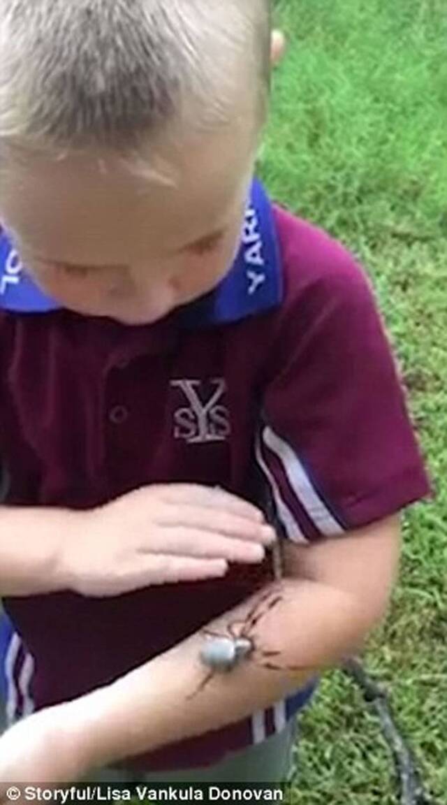 澳洲昆士兰男童毫不畏惧双手把玩大木林蛛