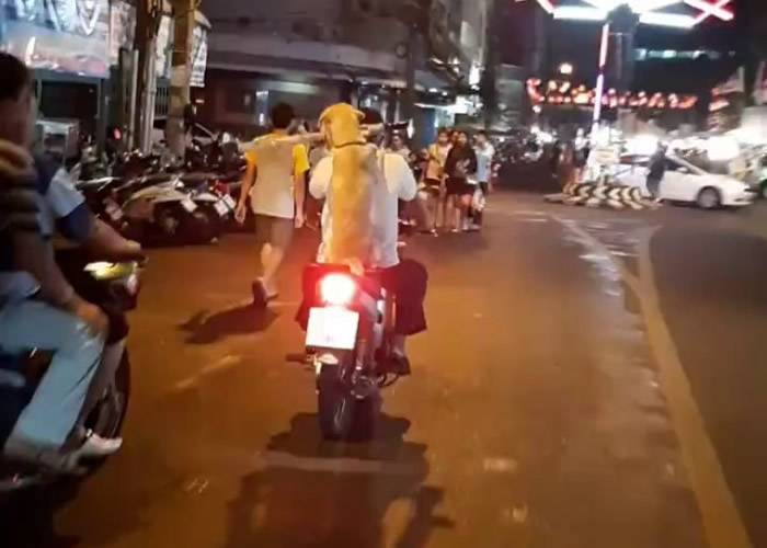 泰国狗狗口中咬着雨伞坐摩托车