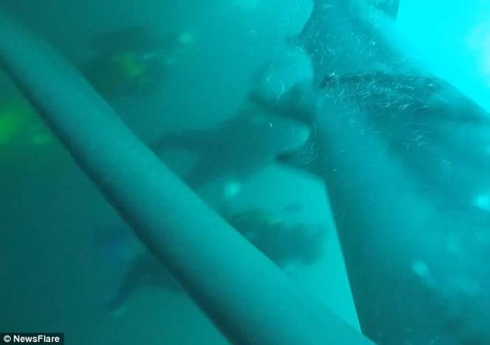 潜水员遭鲨鱼撞击后逃过一劫