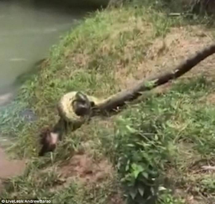 巴西村民合力勇救险成巨蟒“午餐”的小狗