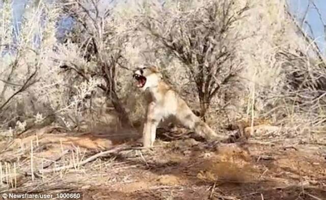 美国犹他州勇敢猎人将意外错捕的美洲狮从自己设下的陷阱中解救出来