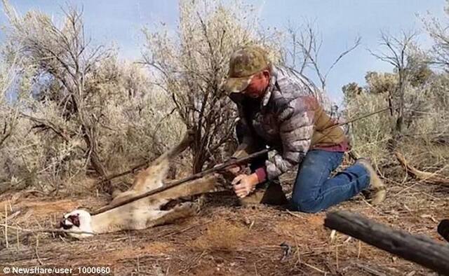 美国犹他州勇敢猎人将意外错捕的美洲狮从自己设下的陷阱中解救出来