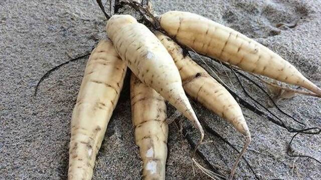 英国英格兰圣艾夫斯海滩出现许多“死人手指”——剧毒植物刺松藻