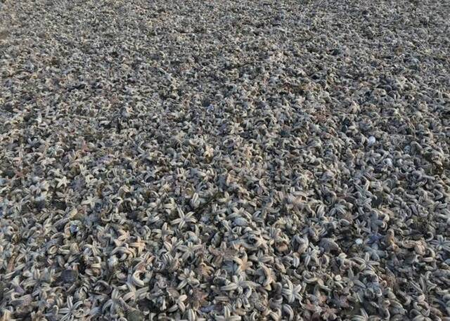数以万计海星冲上英国海滩