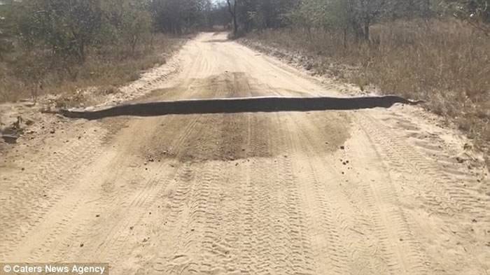 南非司机看到前方有条黑色“减速带”下车一看原来是这辈子见过的最大巨蟒