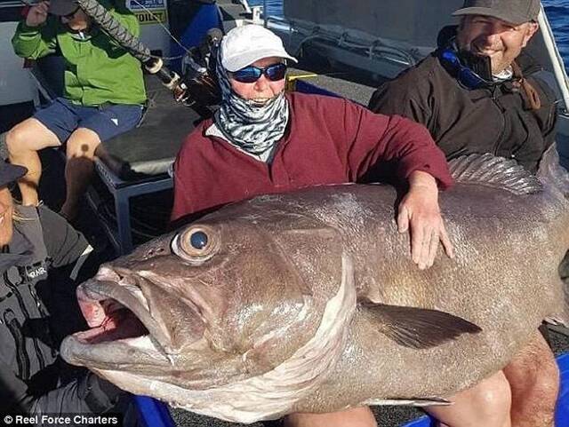 英国妇人到澳洲出海钓鱼钓到重达62公斤重巨型鲈鱼