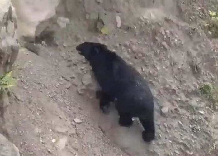 嘉义林管处巡山员发现台湾黑熊踪迹。