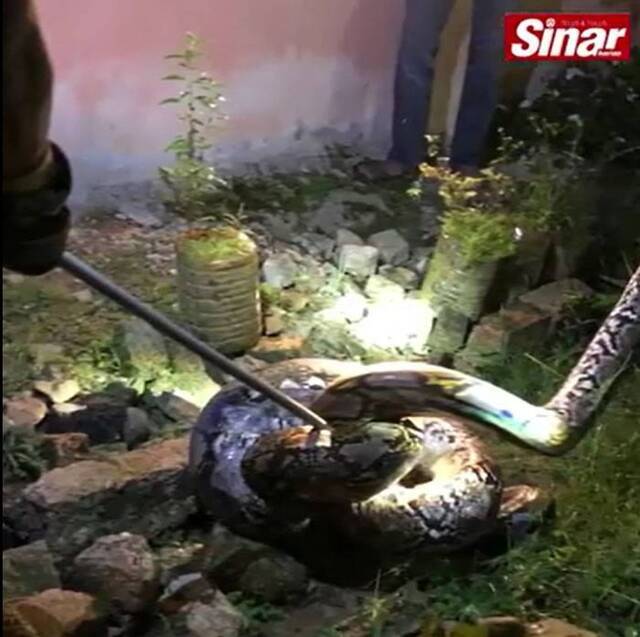 马来西亚18岁少年凌晨返家被一条100公斤重的巨蟒缠住