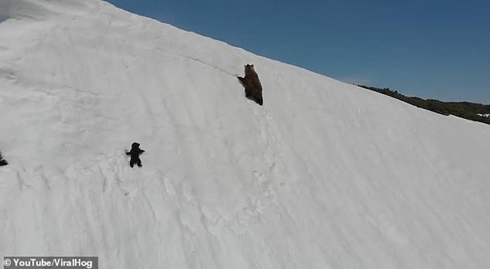 科学家痛批拍摄小熊拼命爬雪坡找母熊的行为极不可取