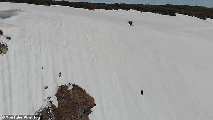 科学家痛批拍摄小熊拼命爬雪坡找母熊的行为极不可取