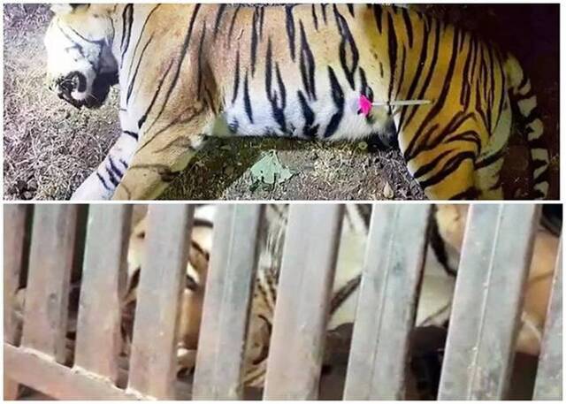 印度马哈拉施特拉邦丛林老虎为患猎人枪杀后才把麻醉针插在尸体上惹争议