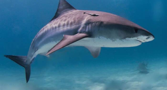 《悉尼先驱晨报》：澳大利亚海岸一男子遭四米长虎鲨袭击