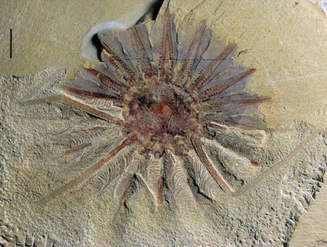 中国发现5.18亿年前的“海怪”化石——Daihuasanqiong