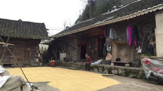 2019年3月18日，李尚可家的院子里晒着刚收获的水稻。新京报记者韩茹雪摄