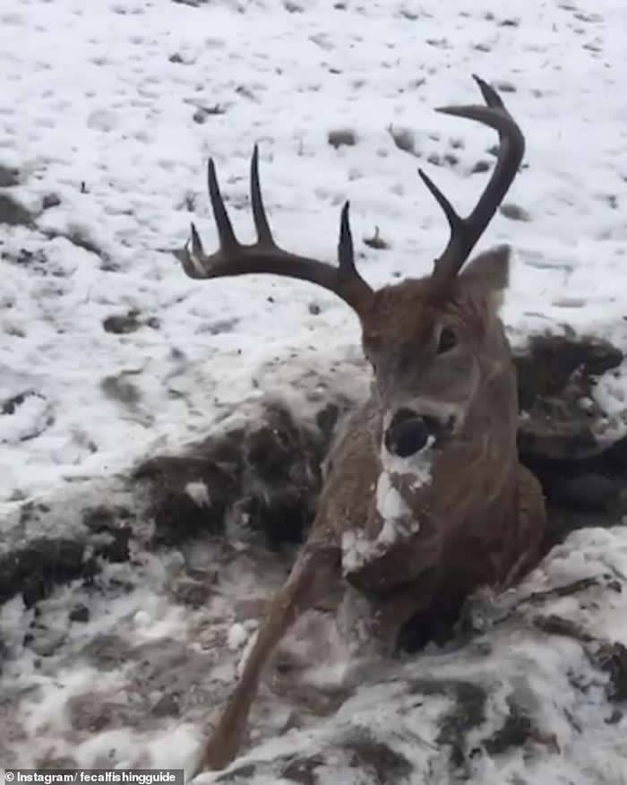 加拿大艾伯塔省雄鹿冰天雪地惨死路边双眼睁开看似仍活着