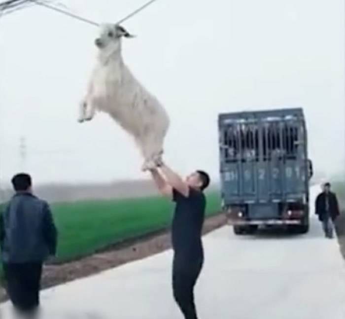 货车司机发现后倒车，把羊“解救”下来。