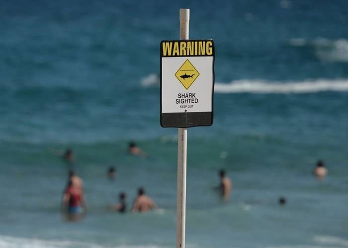 有海滩放置鲨鱼出没警示。