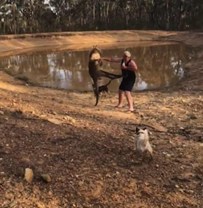 澳洲维多利亚省男子护爱犬被袋鼠飞踢倒地仍力保手中啤酒