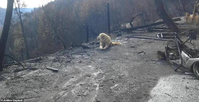 美国加州山火被迫分离忠犬在已烧毁房子等待主人一个月