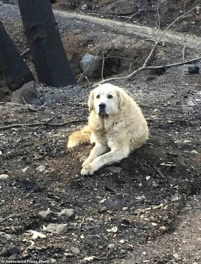 美国加州山火被迫分离忠犬在已烧毁房子等待主人一个月