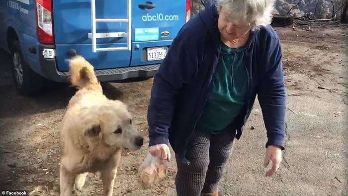 美国加州山火被迫分离忠犬在已烧毁房子等待主人一个月