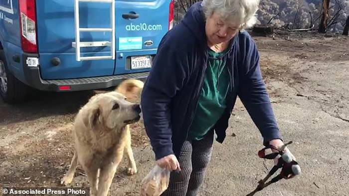 美国加州山火被迫分离忠犬在已烧毁房子等待主人一个月