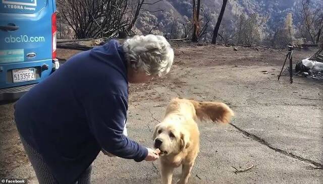 美国加州山火被迫分离忠犬在已烧毁房子等待主人一个月