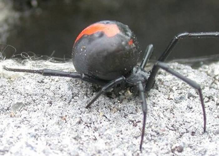 红背蜘蛛俗称黑寡妇，一旦被咬可能致命。