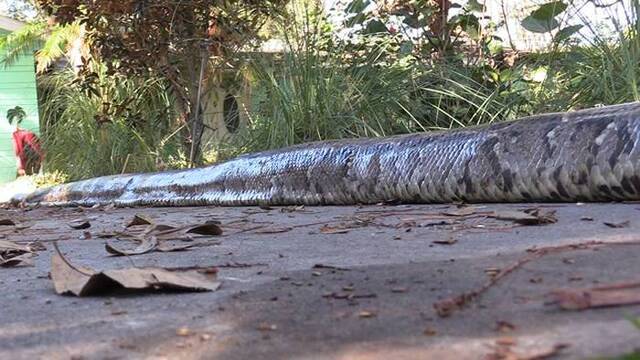 美国佛罗里达州蟒蛇猎人JohnHammond在大沼泽地捕获5.5米长大蟒蛇