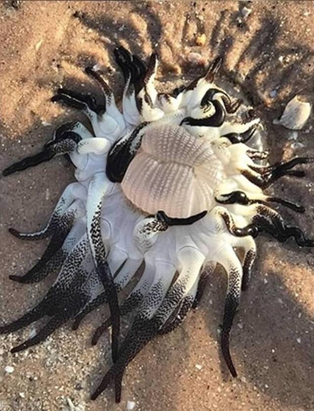 西澳大利亚海滩惊现触须密密麻麻的神秘海洋怪物生物学家称是海葵