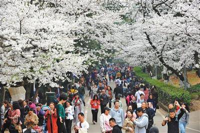 3月21日，武汉大学赏樱限流首日，全国各地的游客提前预约而来，欣赏浪漫樱花。图/视觉中国