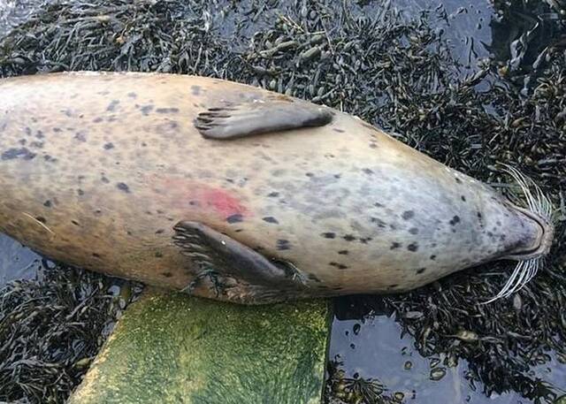 英国埃塞克斯郡两只怀孕3个月的海狮遭人射杀动物组织悬红寻凶徒