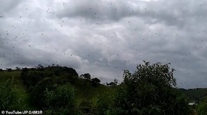 巴西米纳斯吉拉斯州天降恐怖“蜘蛛雨”parawixiabistriata