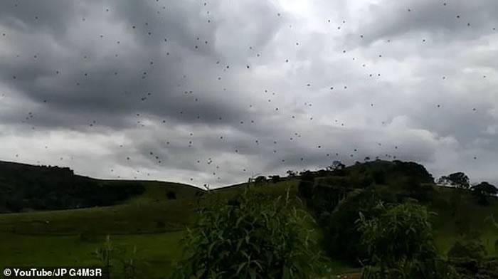 巴西米纳斯吉拉斯州天降恐怖“蜘蛛雨”parawixiabistriata