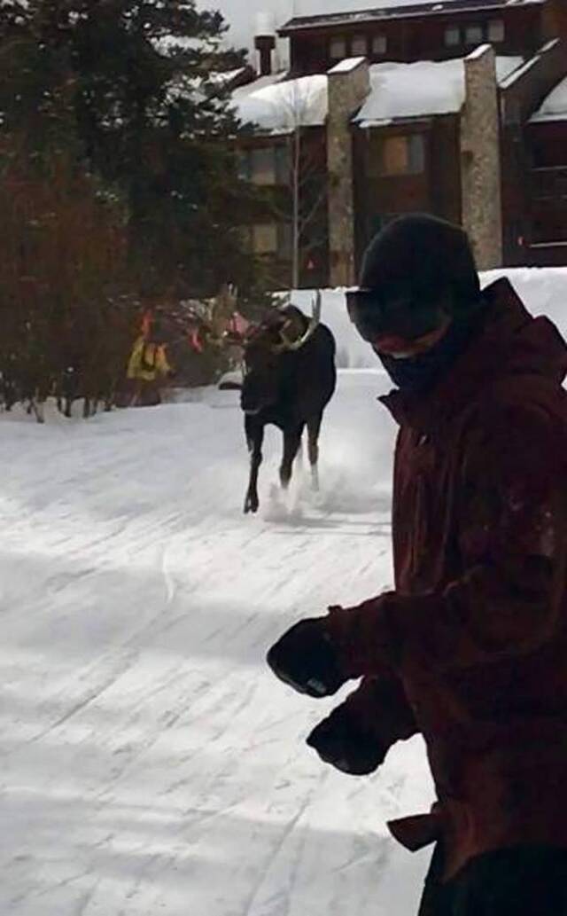 保卫地盘：美国科罗拉多州女子在滑雪场拍下北美麋冲向滑雪客的片段