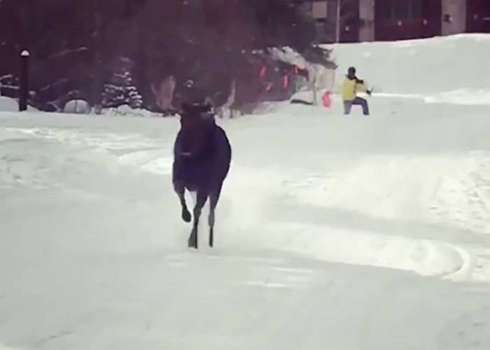 保卫地盘：美国科罗拉多州女子在滑雪场拍下北美麋冲向滑雪客的片段