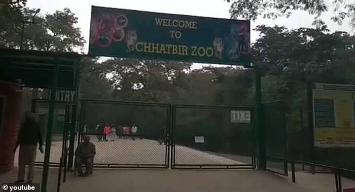 印度旁遮普邦男子非法进入察哈特比尔动物园狮圈被猛兽撕成碎片