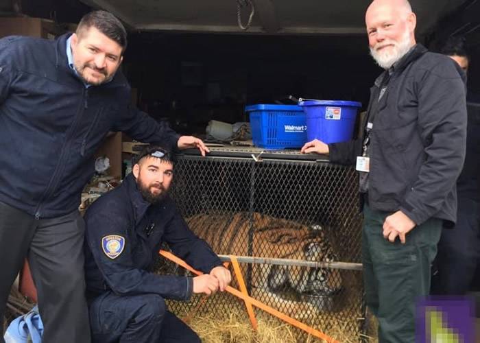 美国德州休斯敦民居车库骇人发现逾450公斤重老虎遭遗弃狭笼内