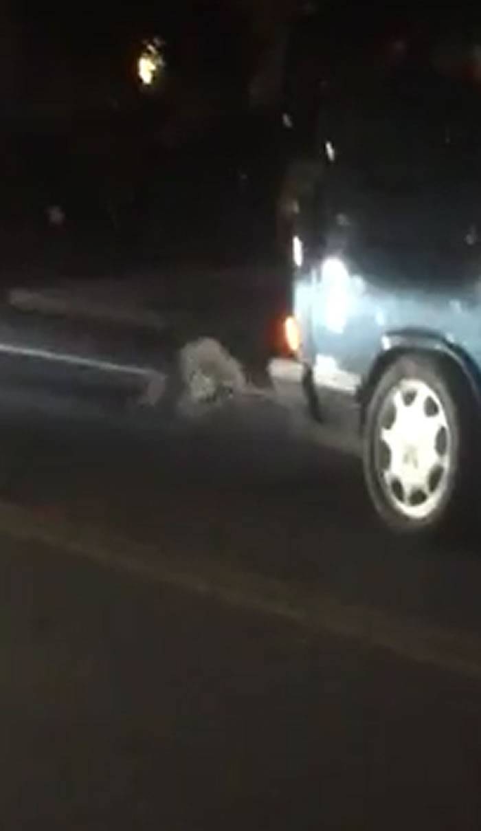 美国加利福尼亚州圣地亚哥两只浣熊在马路行车道上打架