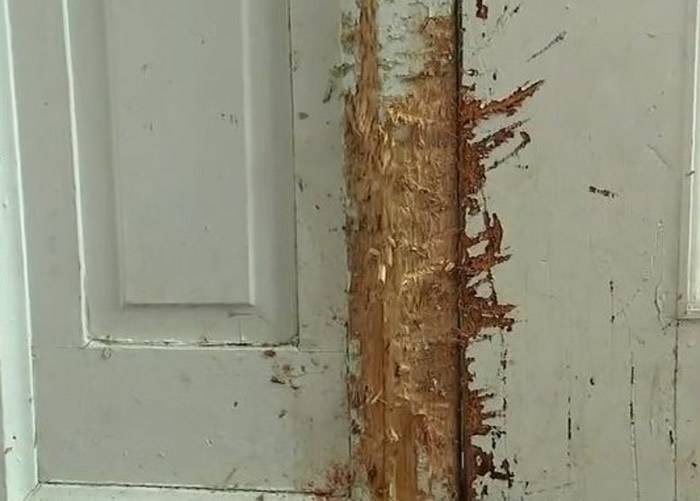 事发后家中的木门和墙上都有爪痕。