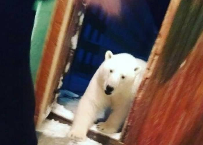 北极熊大规模入侵俄罗斯新地岛进入紧急状态