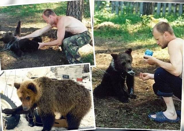 格里高利耶夫非常宠爱棕熊，最终却惨遭咬死。
