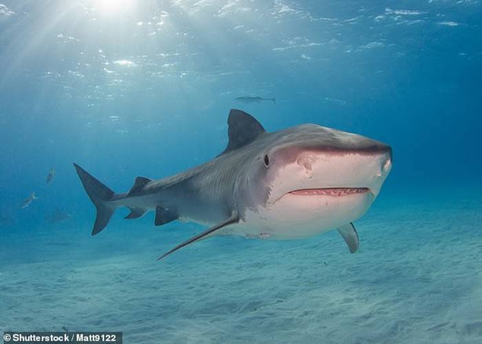 墨西哥男子潜水不小心跳到鼬鲨身上整个生殖器和腹部都被鲨鱼咬掉