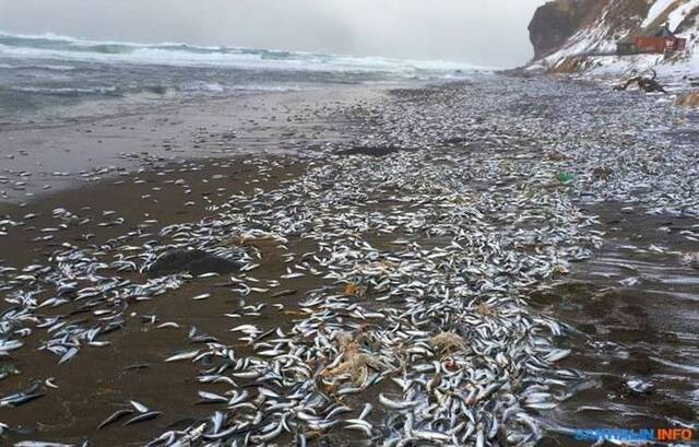 几千条鲱鱼被抛到择捉岛（千岛群岛）岸上
