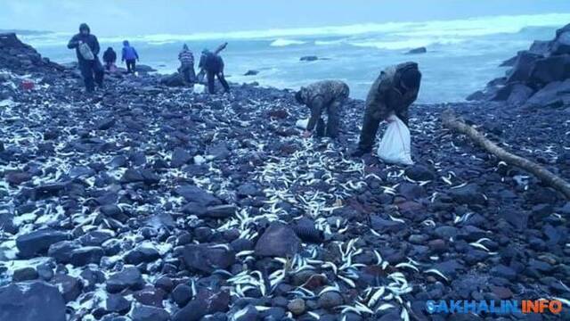 几千条鲱鱼被抛到择捉岛（千岛群岛）岸上